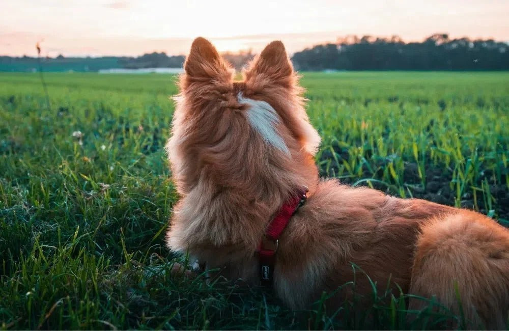 Exploration Dog Dogs and Their Senses: A Deep Dive into Canine Perception